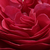 Roșu - Trandafir pentru straturi Grandiflora - Floribunda - Pompadour Red